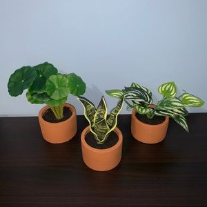(3) Potted Plants
